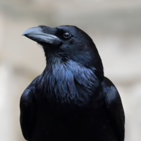 Head of Common Raven